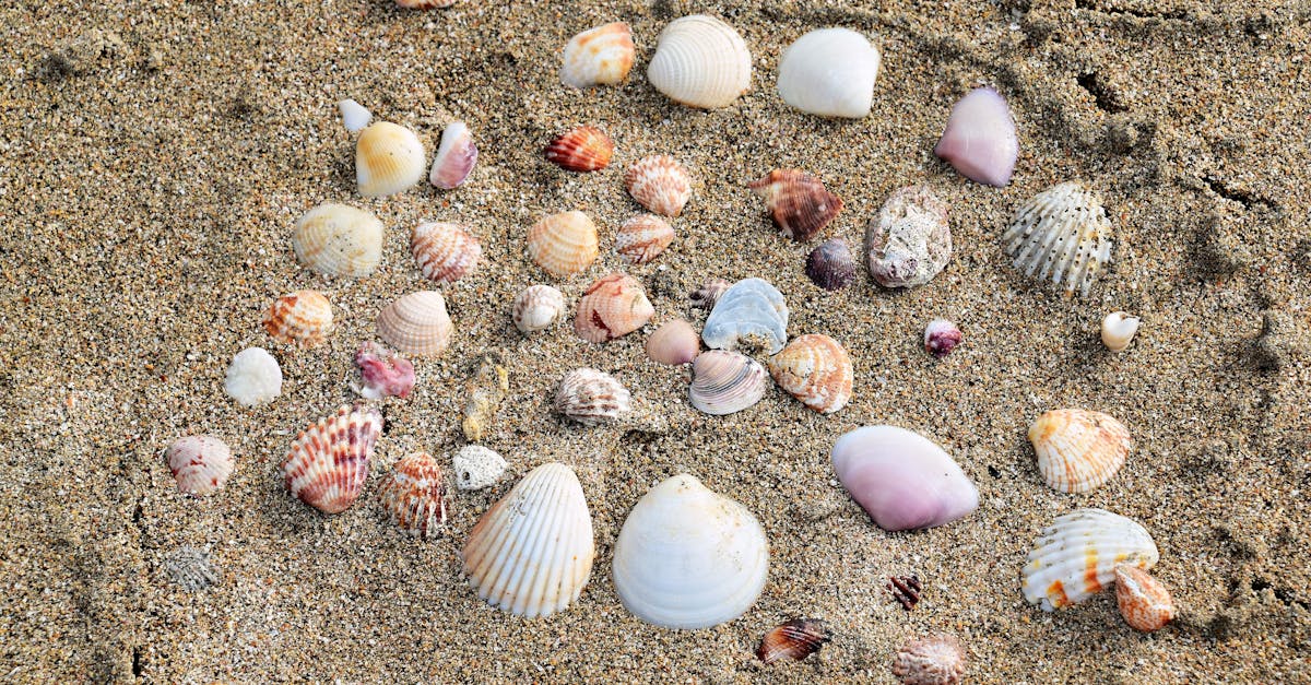 Common Causes of Blocked Drains in Central Coast Areas